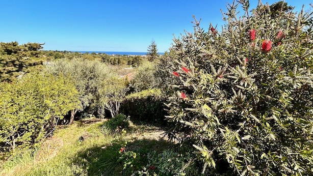 Ett vackert naturlandskap med tät vegetation och en klarblå himmel.