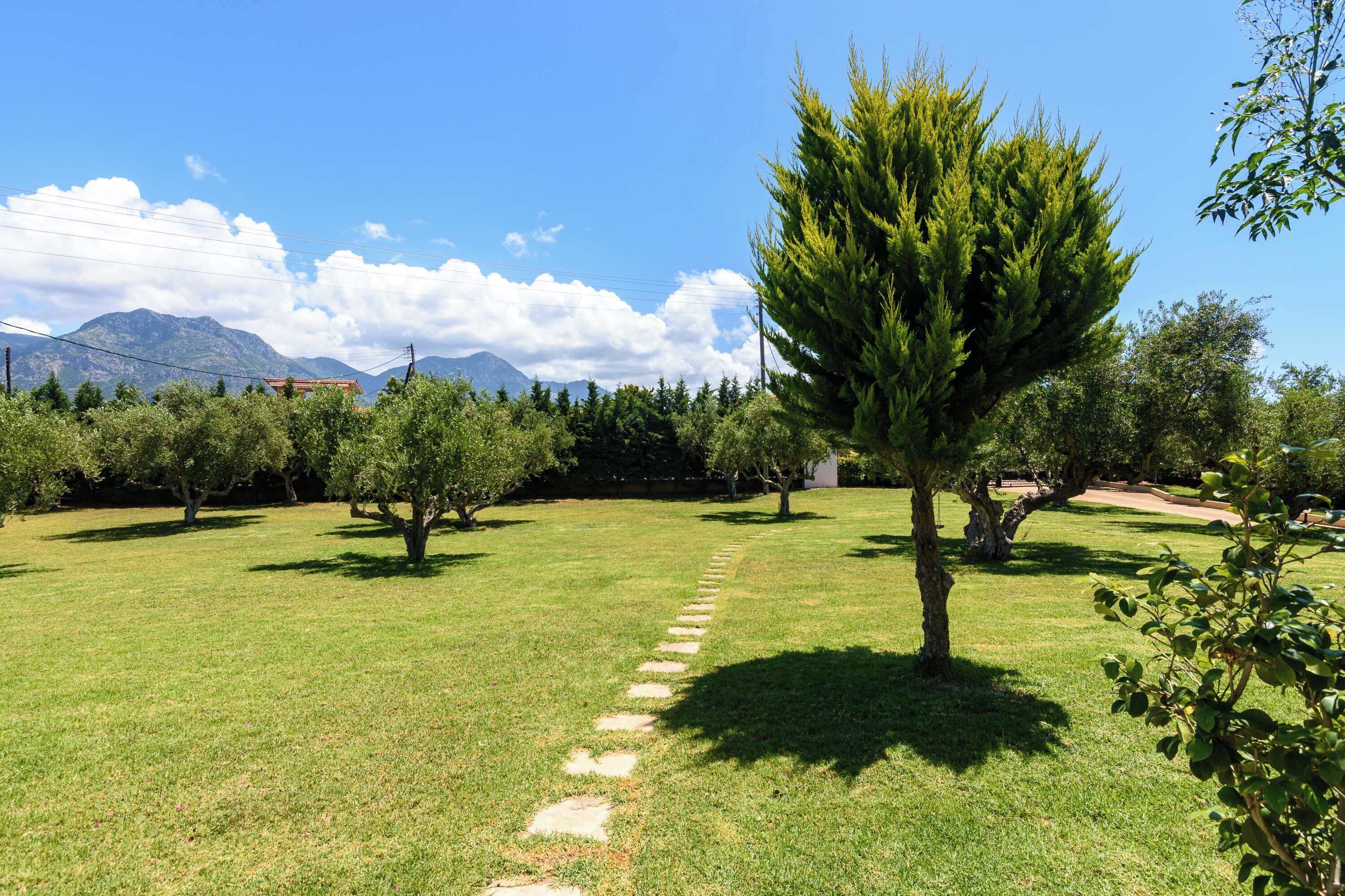 Una zona amb gespa i un camí de pedra que condueix a un arbre.