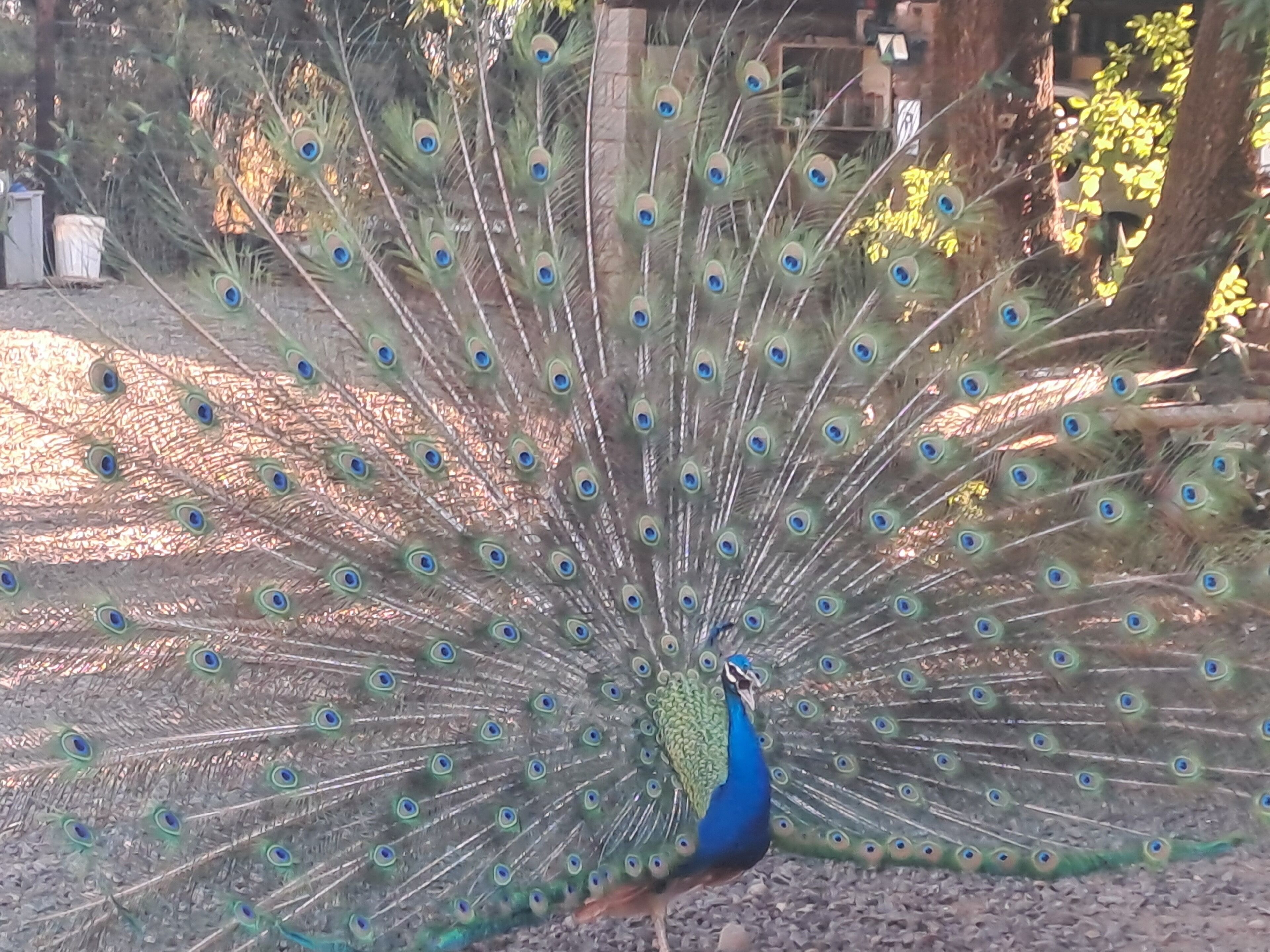 A peacock with its tail feathers fanned out.