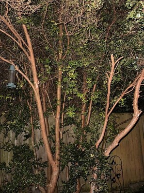 Exterior detail - Holly Tree Cottage in Glastonbury (Glastonbury)