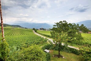 Ein Weinberg mit Rebenreihen, einem Baum und einem Weg.