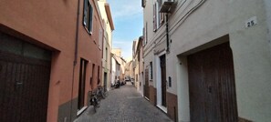 Miscellaneous - Gatto errante (Pesaro)