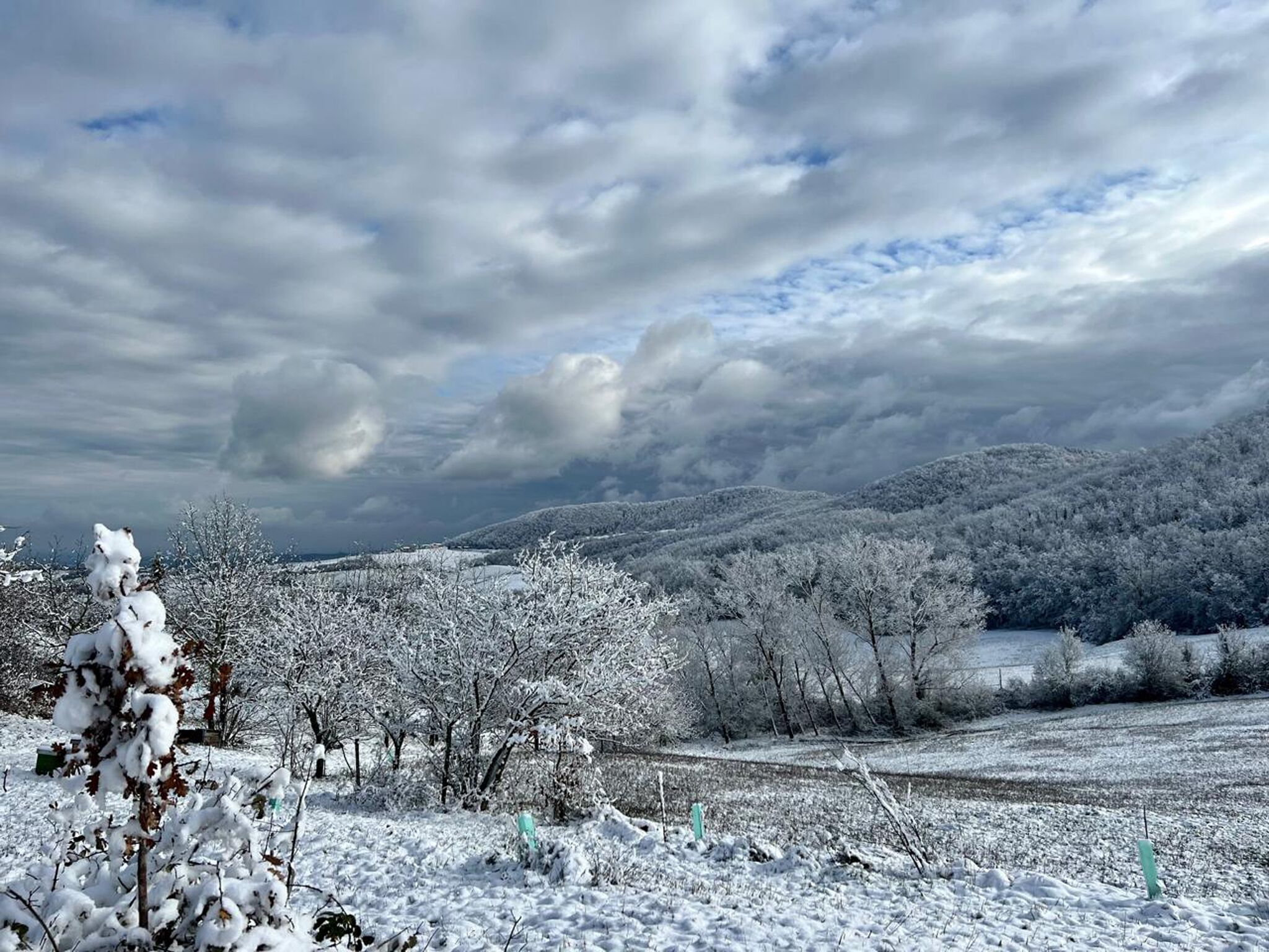 Schneebedeckte Landschaft mit Bäumen und einem Feld.