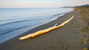 A beach with a long driftwood piece on the sand. - Residence La Canova II (Marina di Grosseto)