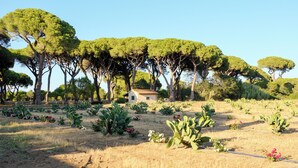 A landscape with trees, cacti, and a small building. - Residence La Canova II (Marina di Grosseto)