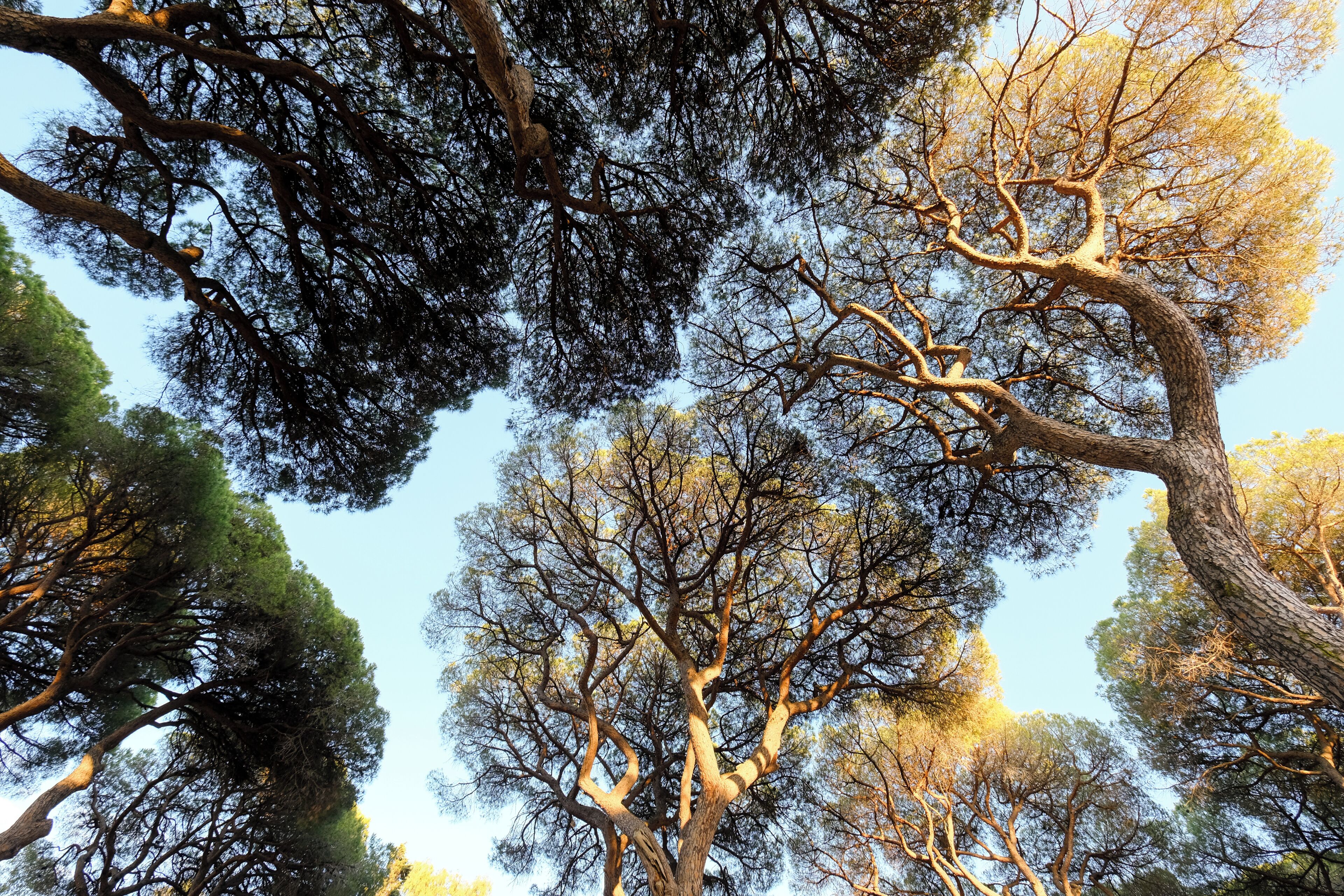Vista de árboles altos con un cielo despejado.