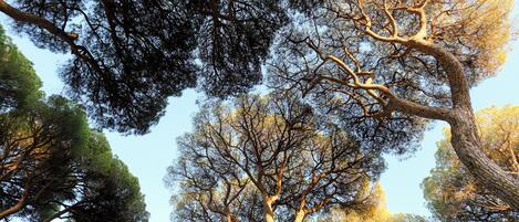 Vista de árboles altos con un cielo despejado.