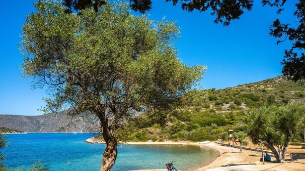 Eine Küstenansicht mit blauem Meer, Sandstrand und einem Baum im Vordergrund.