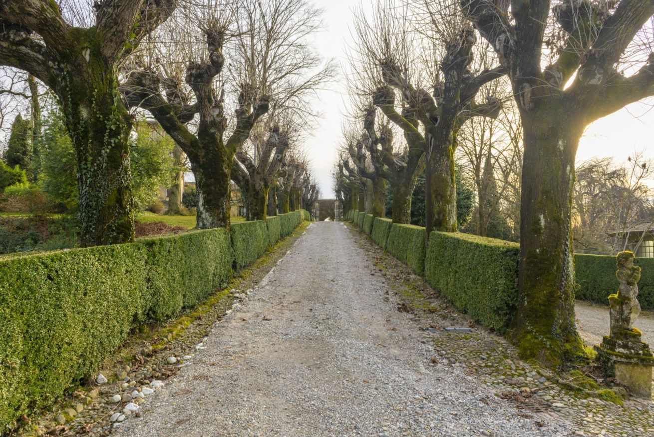 A gravel path flanked by neatly trimmed hedges and trees with moss-covered trunks.