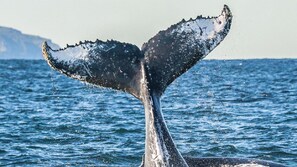 Uklassifisert bilde, 3 av 16, knapp