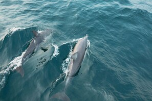 Two dolphins swimming in the ocean.