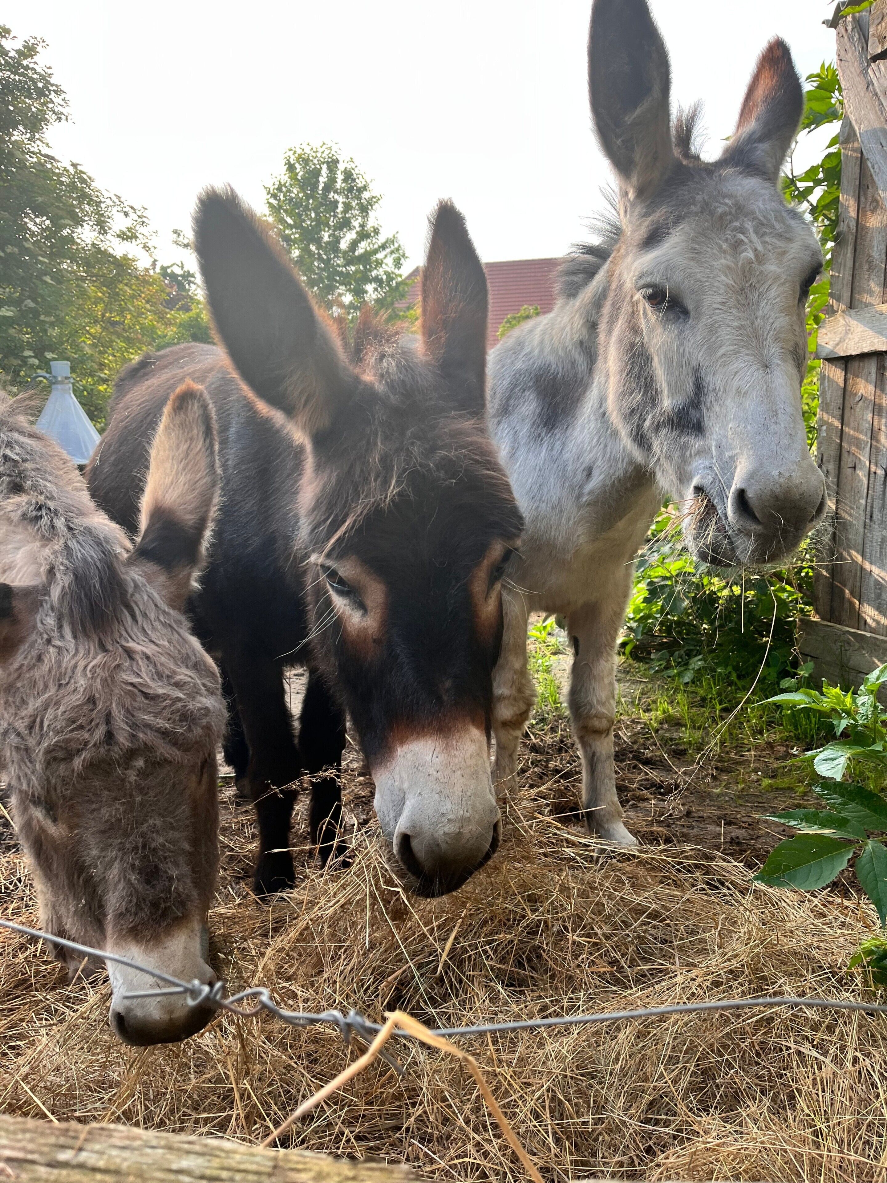 A donkey enclosure with hay on the ground and a wooden fence.
