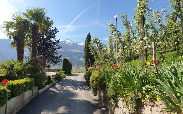 Un sentier pavé, bordé d’une végétation luxuriante et de plantes en fleurs, qui mène vers un paysage montagneux en toile de fond.