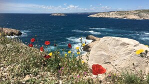 Un paysage côtier caractérisé par un terrain rocheux et une grande variété de fleurs sauvages au premier plan.