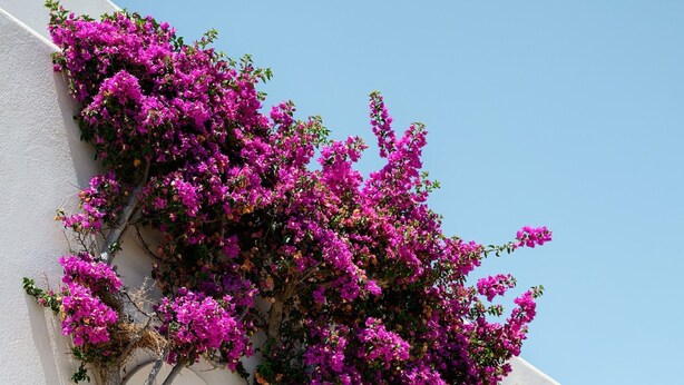 A white building with a pink flowering tree. - Naxos Kastraki Homey Villa with Sea View (Kastraki)