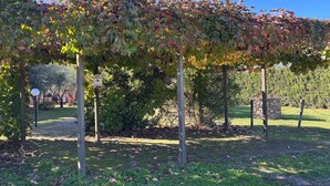 En pergola med vindruvor, omgiven av en gräsyta och träd.