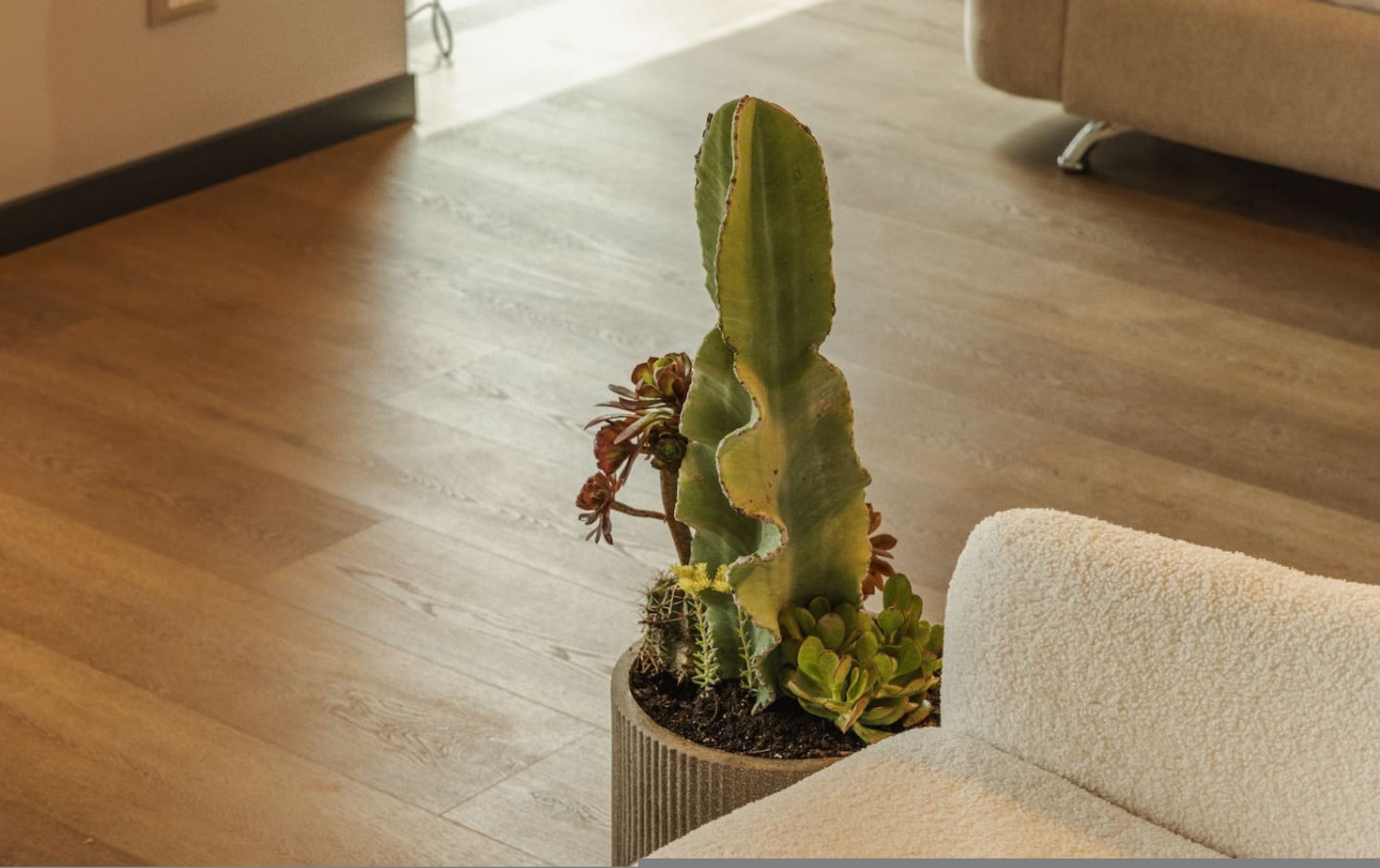 Eine Kakteepflanze steht in einer Ecke des Raumes mit Holzboden und einem weißen Sofa.