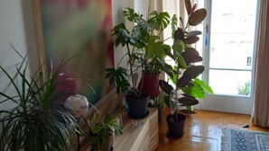 Una habitación con un banco de madera, plantas en macetas, un cuadro abstracto grande y una alfombra estampada.