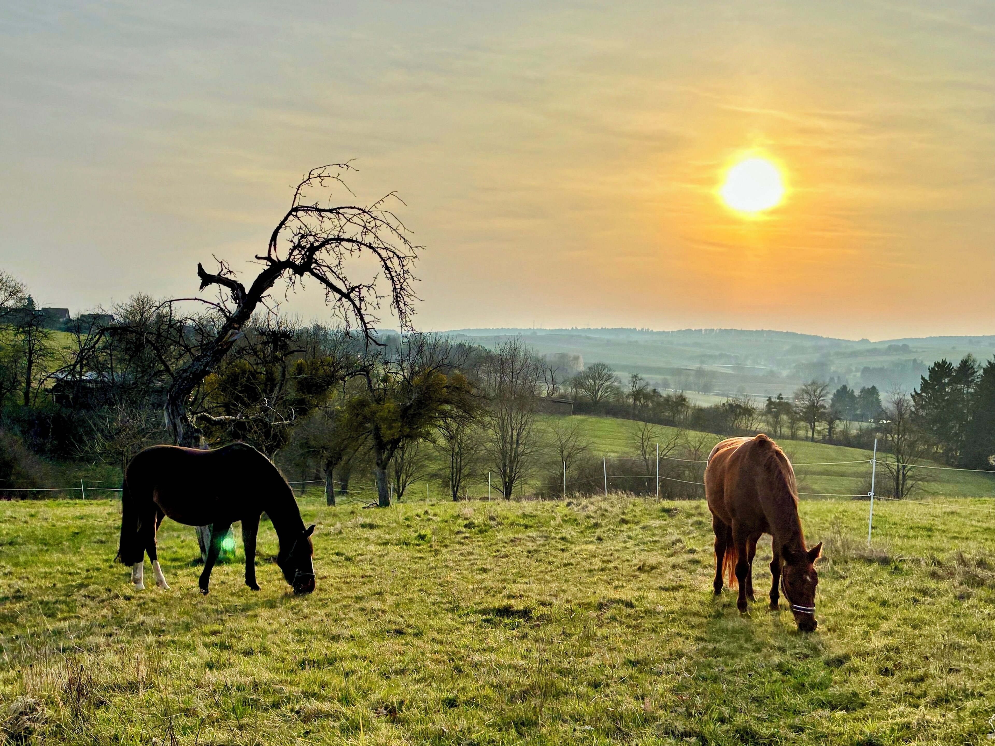 A field with two horses grazing, a clear sky, and a sun setting in the background.