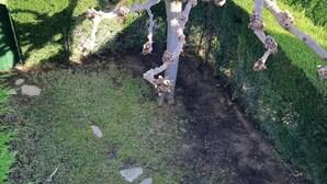 A tree with multiple branches and a grassy area around it. - Charming Family House Near Beach with Pool (Miami Playa)