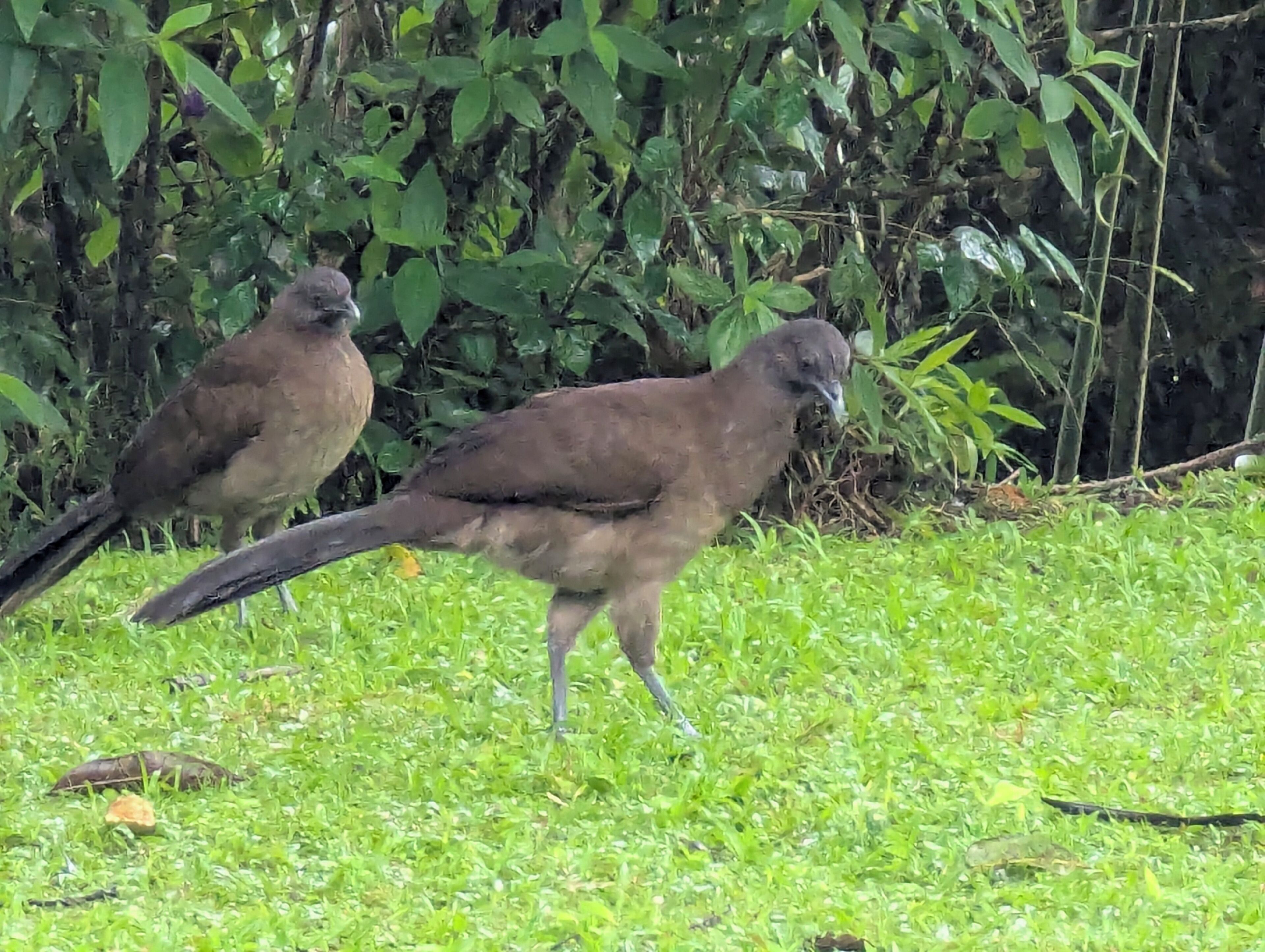 Two birds on a grassy area with dense foliage in the background.