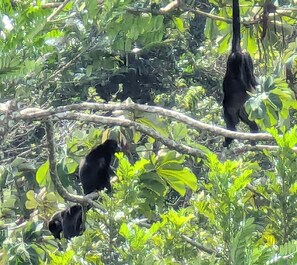 Unclassified image, 2 of 10, button - Luxurious and spacious Villa in peaceful Nuevo Arenal (Nuevo Arenal)