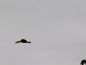 Unclassified image, 2 of 10, button