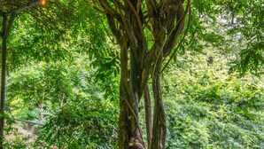 A tree with intertwined roots and hanging lights in a lush green forest. - Peaceful Woodsy Studio 15 Min to Town Free Tix (Hendersonville)