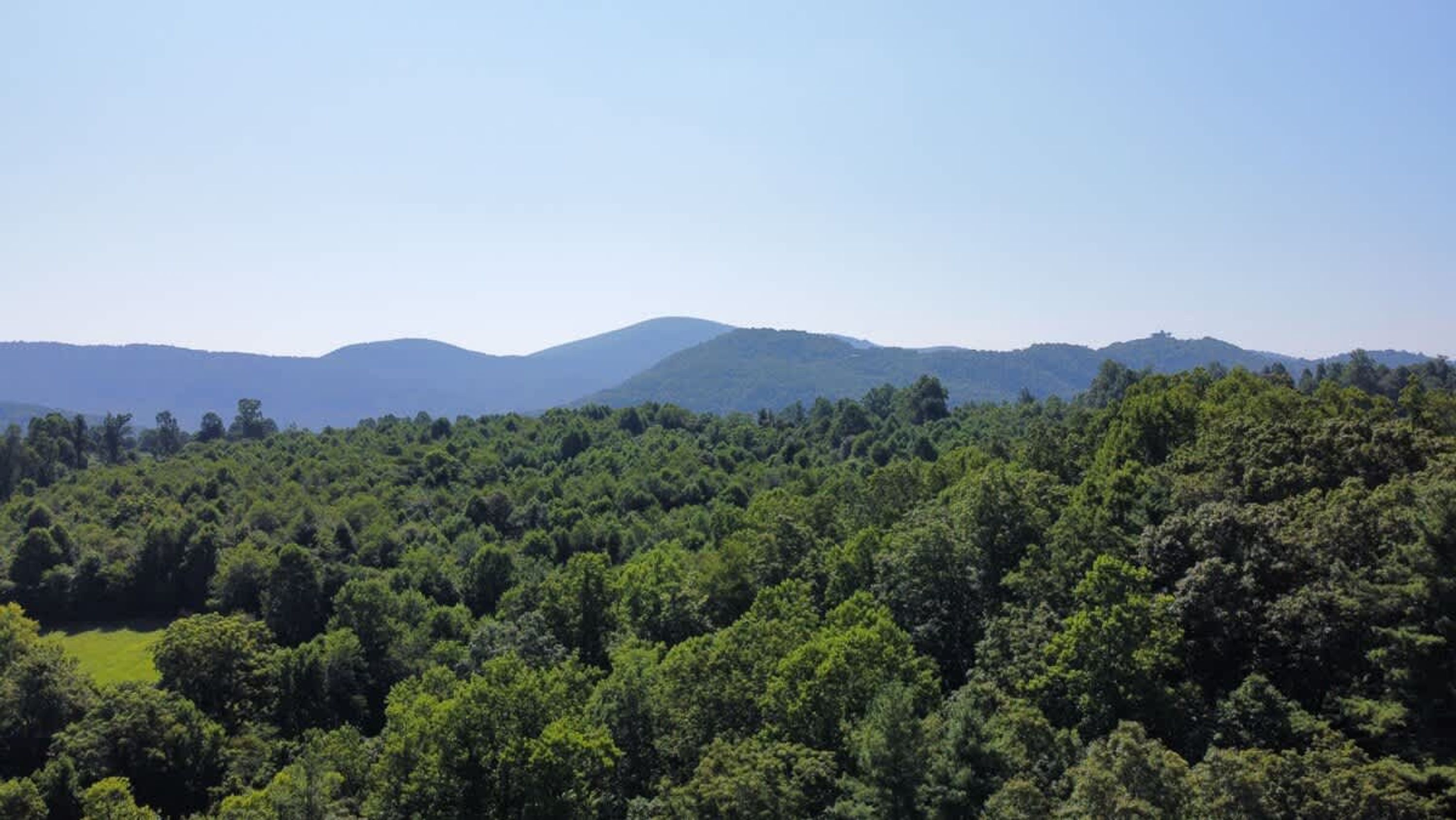 A dense forest with a clear sky and distant mountains.