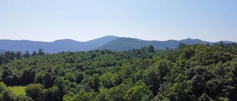 A dense forest with a clear sky and distant mountains.
