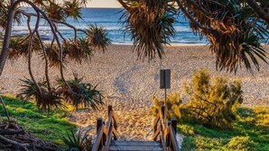 A beach with a wooden staircase leading to a sandy path, surrounded by palm trees and vegetation.