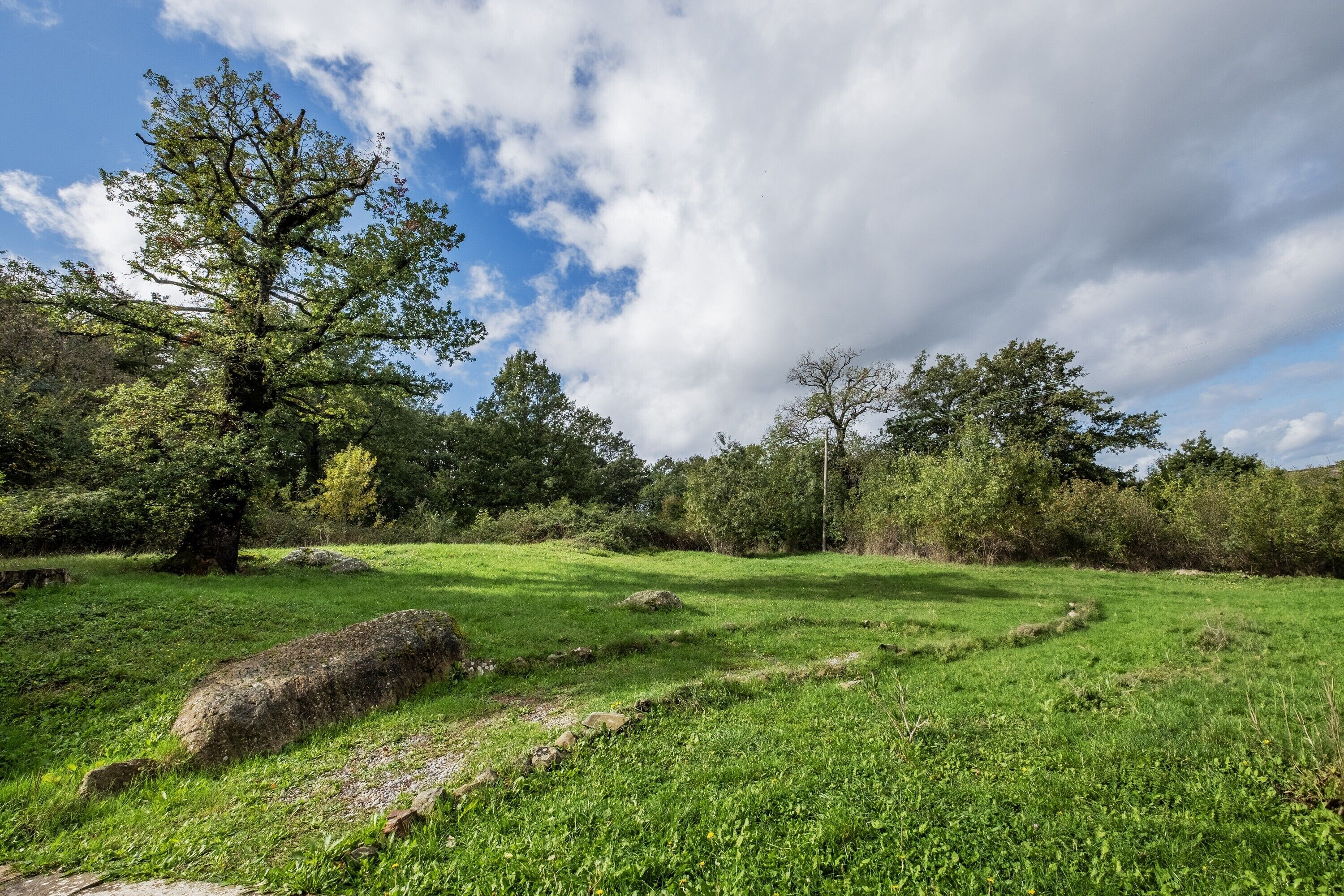 A natural landscape with a large tree, grassy field, and scattered rocks.