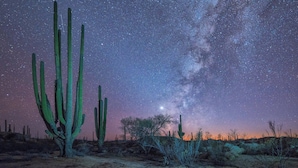 Paisaje desértico con cactus altos bajo un cielo nocturno estrellado.