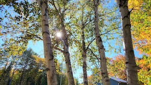 A row of birch trees with a clear blue sky and a building in the background. - Cozy Nature Cottage Retreat – Relax, Unwind & Recharge (Notre-Dame-de-Pontmain)