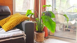 A cozy living room with a sofa, a yellow knitted throw, and two potted plants. - Mer et Pins - chalet with swimming pool (Agde)