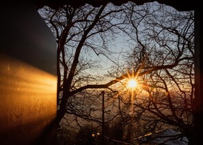 Un tram sol en el qual el sol està parcialment amagat per les branques d'un arbre.
