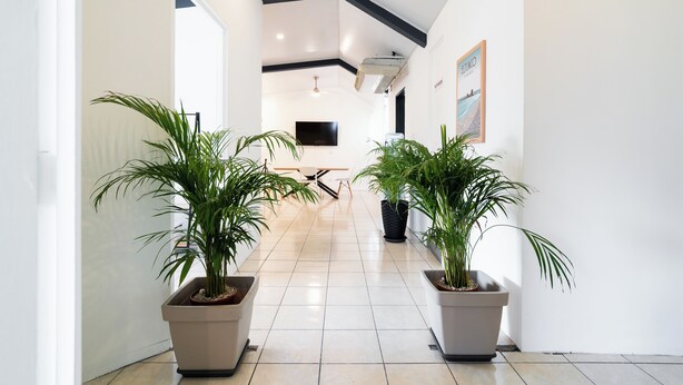 Een hal met potplanten, een flatscreen televisie aan de wand en een plafond met inbouwverlichting.