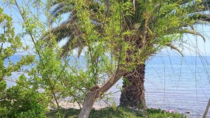 A palm tree with a leaning trunk, surrounded by green foliage and purple flowers, near a body of water. - Alonaki Seafront Cottage (Nea Agchialos)