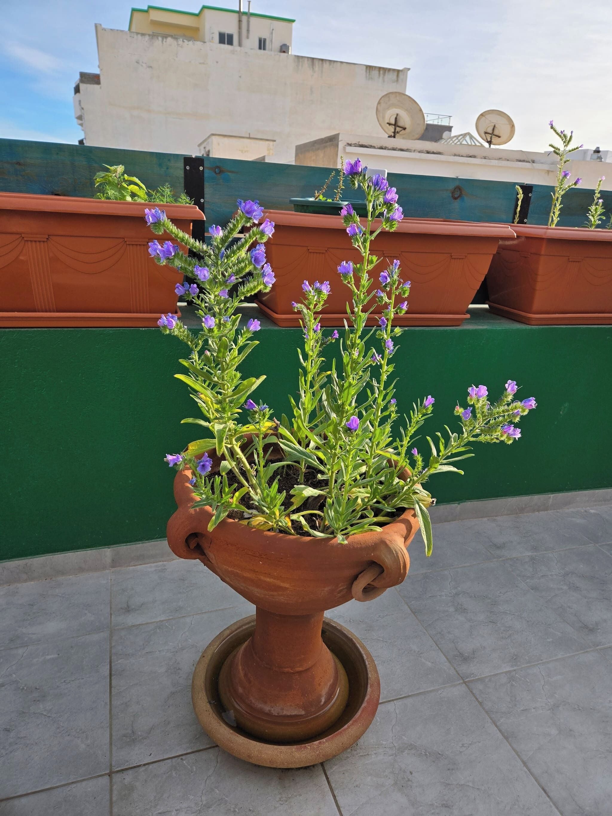 Apartment, 2 Bedrooms, Terrace | Property grounds