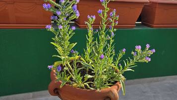 Apartment, 2 Bedrooms, Terrace | Property grounds