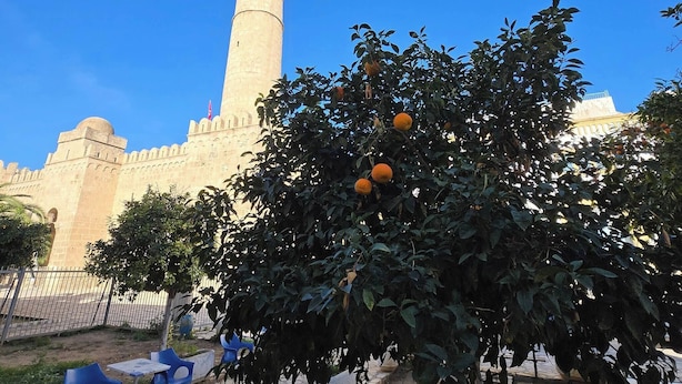 Ein Innenhof mit einem Orangenbaum, einer Steinmauer und einem hohen Turm im Hintergrund.