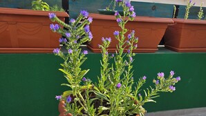 Ein Terrakottatopf mit violetten Blüten auf einer Dachterrassen.