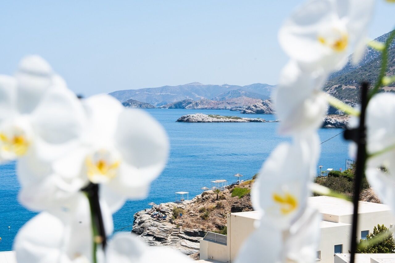 A coastal view with white flowers in the foreground, a rocky shoreline, and buildings with a clear view of the sea.
