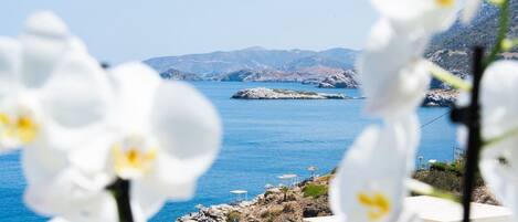 A coastal view with white flowers in the foreground, a rocky shoreline, and buildings with a clear view of the sea.
