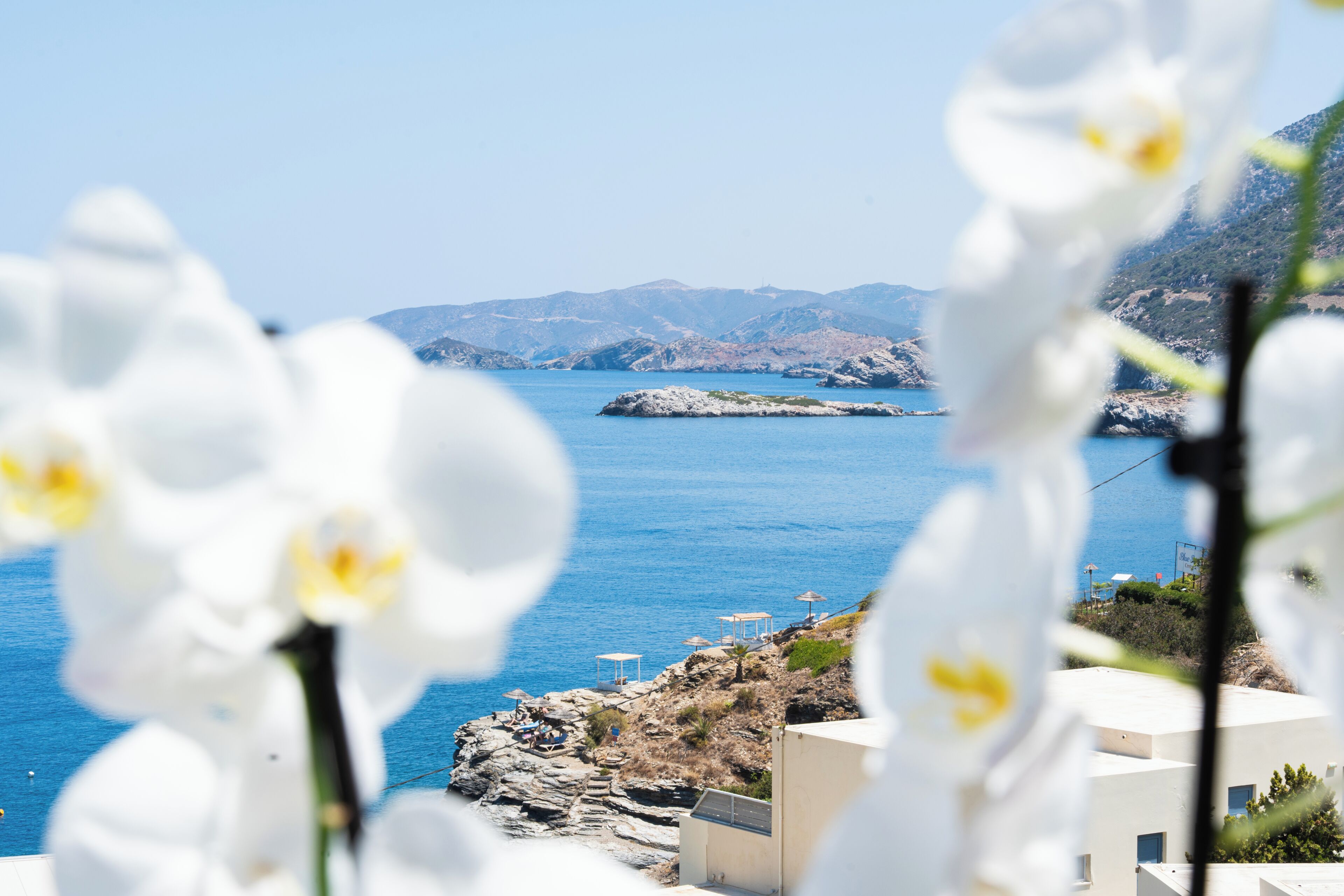 A coastal view with white flowers in the foreground, a rocky shoreline, and buildings with a clear view of the sea.
