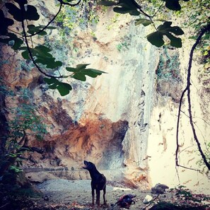 Un perro de pie frente a una cascada, con terreno rocoso y vegetación.