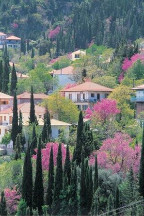 A hillside residential area with houses, cypress trees, and flowering shrubs. - EAR - house  Karia Lefkada (Lefkada)