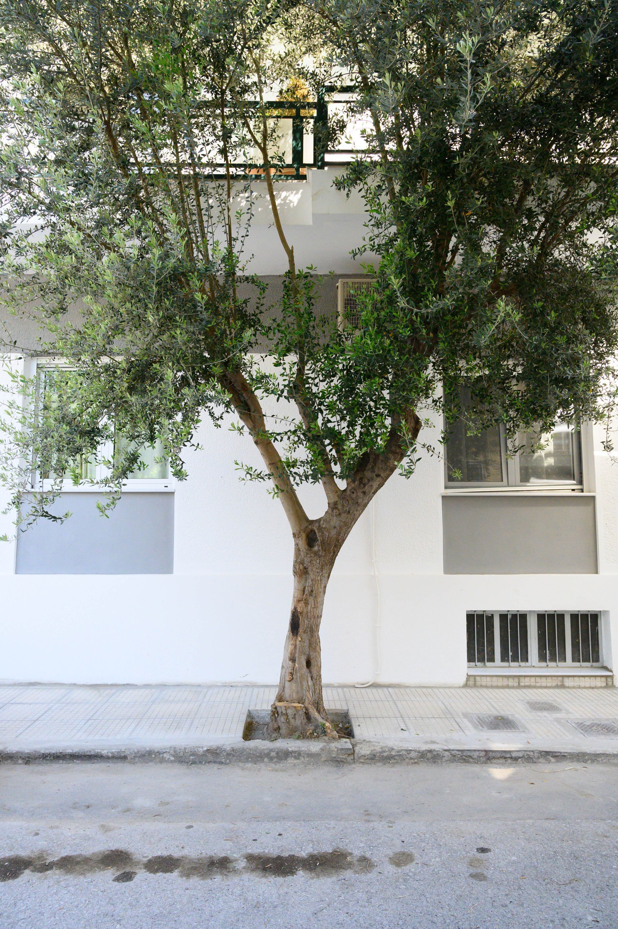 Un árbol frente a un edificio moderno con fachada blanca y amplios ventanales.