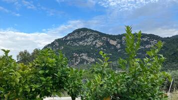 Ărea da propriedade