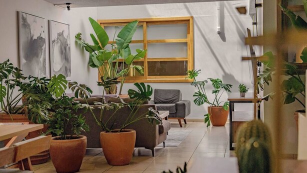 Un intérieur moderne avec un canapé, des fauteuils et des plantes en pot.